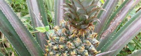 菠萝怎么种植盆栽 菠萝如何种植盆栽_知秀网