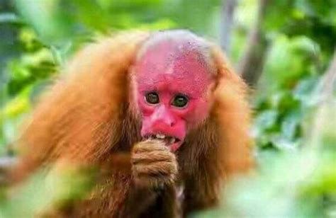 爆红人面猴是“黑帽悬猴”？还有哪些动物长了“人脸”|黑帽|人脸|猴子_新浪新闻