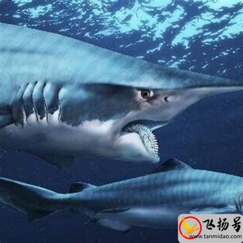 已经灭绝的鲨鱼种类有哪些（已灭绝的十大鲨鱼排名）-飞扬号