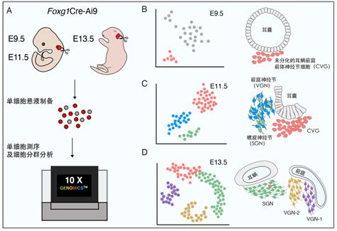 小鼠胚胎早期内耳神经节单细胞转录组及其发育轨迹特征分析----中国科学院脑科学与智能技术卓越创新中心