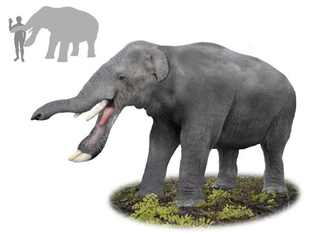 古齿象是始祖象的近亲 拥有四颗铲状牙齿(极为独特)_小狼观天下