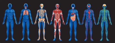 我校举办第二届人体解剖绘图大赛-南方医科大学新闻中心