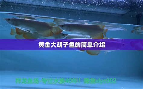 黄金大胡子鱼的简单介绍 - 白子黄化银龙鱼 - 广州观赏鱼批发市场