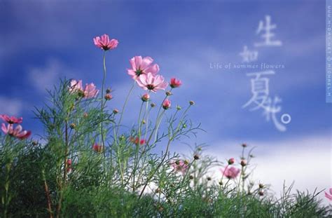夏花~秋叶图片