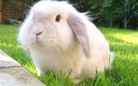 一只垂耳兔大概多少钱，该怎么挑选？ - 知乎