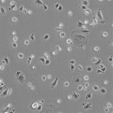 CHO-K1 中国仓鼠卵巢细胞（悬浮细胞）-原代细胞-STR细胞-细胞培养基-镜像绮点生物