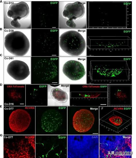 封面文章：功能化巨噬细胞整合化疗提高癌症治疗效果 - Nano-Micro Letters