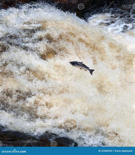 Leaping Salmon stock photo. Image of leaping, waterfall - 32460950
