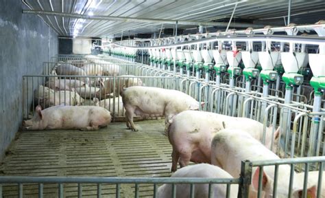 生猪养殖：农业部专家权威解读 最近猪价上涨的幅度确实有些超预期，回顾最近这一年多的行情都是超预期的。 从去年年初开始猪价一路下跌，从去年的6 ...