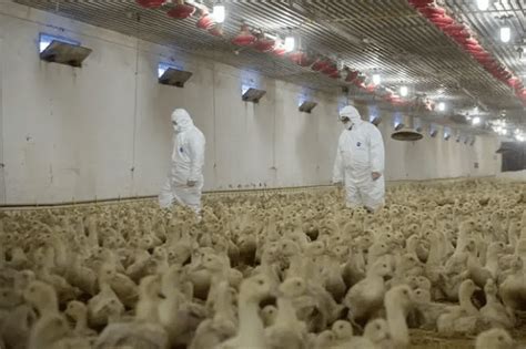 欧洲暴发史上最大规模禽流感