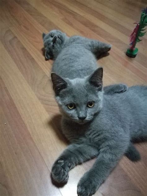我们家的英短蓝猫两个月大的Shery.聪明伶俐图片