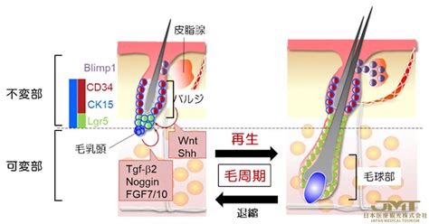 JMT日本医疗——与“器官置换再生医疗”相关的成果-理研确立毛囊干细胞培养方法②