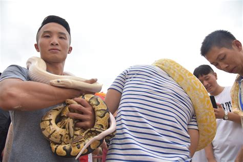 世界上最长的蟒蛇，身长14.85米，名字竟然叫“桂花”。_印尼