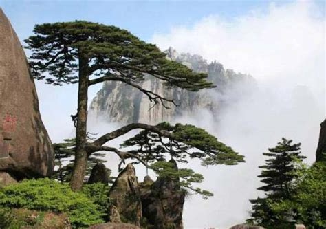 盘点中国十大珍贵名树 轩辕柏有5000多年树龄_巴拉排行榜