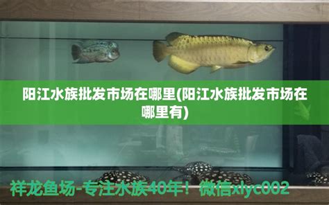 阳江水族批发市场在哪里(阳江水族批发市场在哪里有) - 观赏鱼水族批发市场 - 龙鱼批发|祥龙鱼场(广州观赏鱼批发市场)