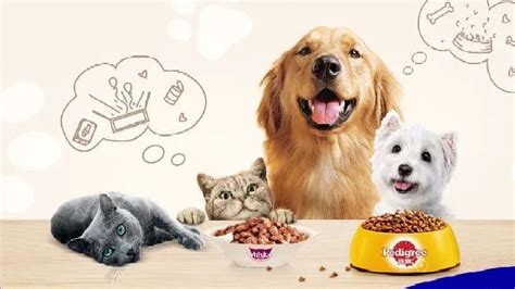 玛氏营养专家：如何让爱猫“吃”出健康活力？-中国国际宠物水族用品展CIPS