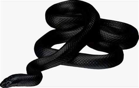 黑蛇-快图网-免费PNG图片免抠PNG高清背景素材库kuaipng.com