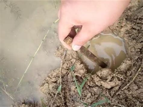 池塘旁边有个烂泥洞, 用手往里面一掏, 掏出一个野生大龙虾|大龙虾|烂泥|池塘_新浪新闻