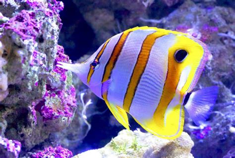 世界十大最漂亮的热带鱼 个个颜值爆表，有你喜欢的吗 - 动物之最