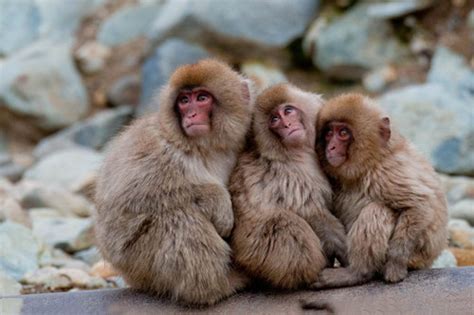 2016年出生的属猴人2021年几岁了 -属猴-生肖网