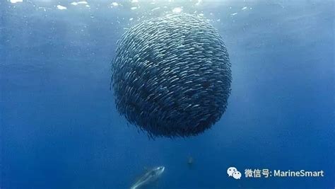 《海洋》盛宴：沙丁鱼大迁徙----深海科学与工程研究所