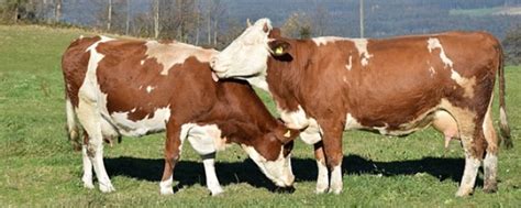 母牛产犊初期的饲养管理方法（提高母牛冷配受胎率的方法）