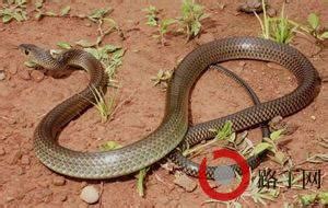 秦岭里的蛇类分布，其中蝮蛇最毒，乌梢蛇最长，双斑锦蛇最温顺_地貌