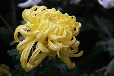 植物园里的密集的野菊花高清图片下载-正版图片500106398-摄图网