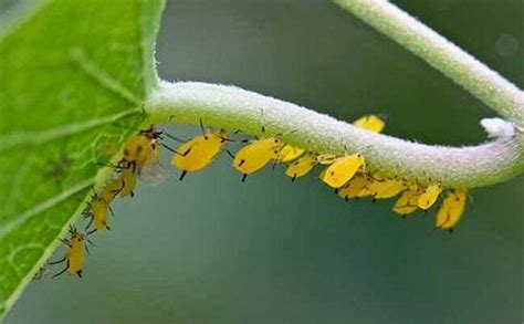 蚜虫的特征。|蚜虫|特征|植物_新浪新闻