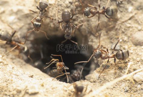 【微距 . 蚂蚁摄影图片】生态摄影_太平洋电脑网摄影部落