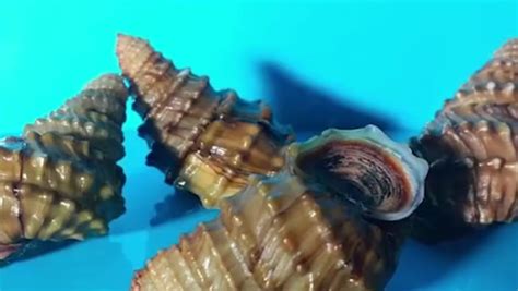 名小吃“柳州螺蛳粉”的螺蛳是指哪种螺？|螺蛳|螺蛳粉|田螺_新浪新闻