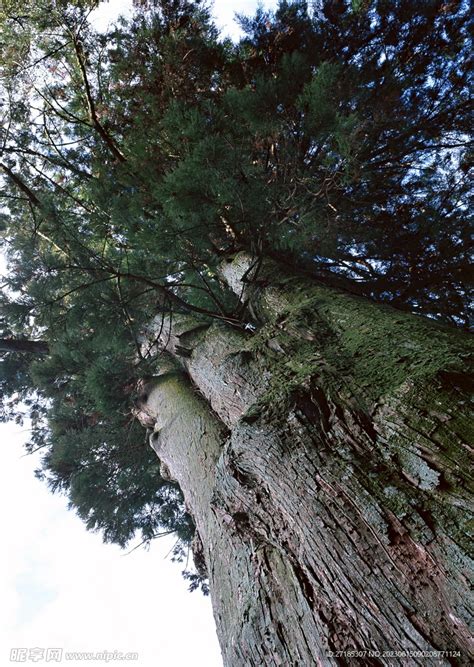 一棵茂盛大树png图片免费下载-素材7zmWWkVaV-新图网
