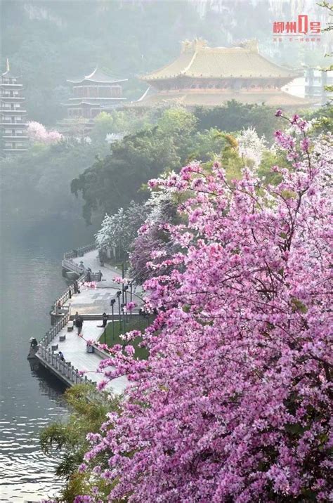 又到一年柳州紫荆花盛开时，一夜之间全国各地都羡慕柳州！