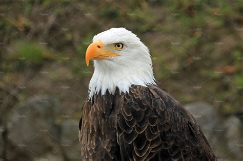 Bald Eagle | San Diego Zoo Animals & Plants
