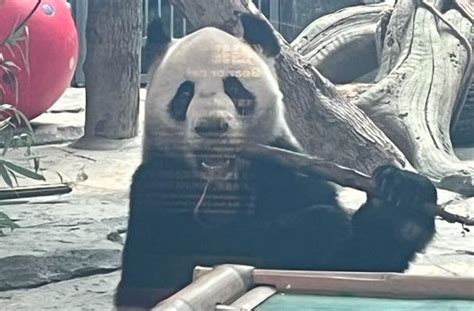 大熊猫萌兰为什么叫西直门三太子_9万个为什么