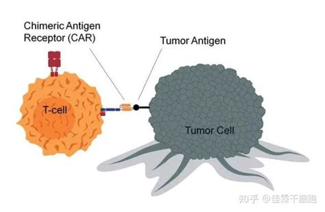 部落冲突：15本的石头人强不强？_腾讯视频