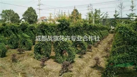 青洽会：玉树参展商为5G现场直播“嗨购节”点赞_澎湃号·政务_澎湃新闻-The Paper