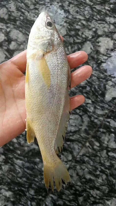 水蜂子鱼图片
