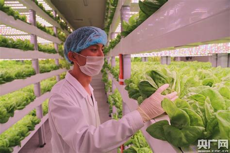 中科院和福建三安合力打造全球最大植物工厂—新闻—科学网