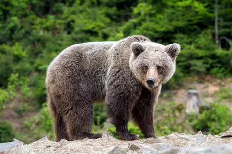 欧洲棕熊在森林中野兽高清图片下载-正版图片505339056-摄图网
