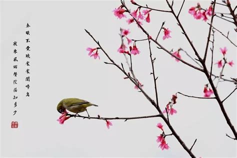 最是一年春好处|快来安贞的春天里感受人间诗意！