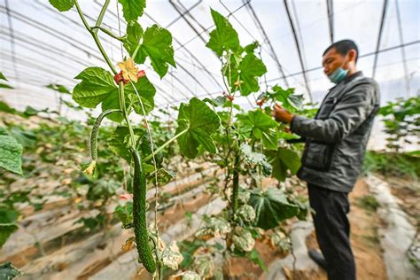 这里是厦门岛外最大一处不会拆迁的城中村，周围都在不停的开发|厦门锦园村|航拍厦门|厦门岛外最大城中村_新浪新闻