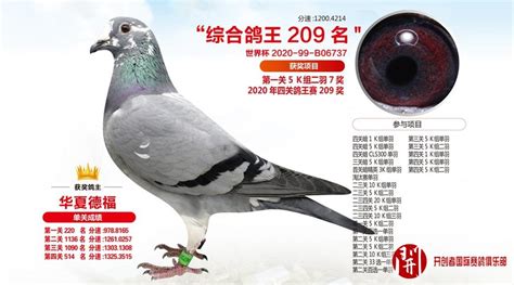 开创者(北京)国际赛鸽俱乐部相册图片 - 中信网各地信鸽俱乐部
