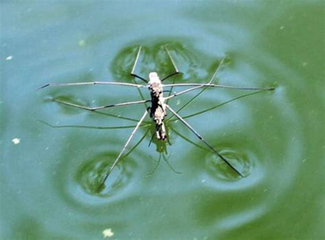 科学网—水上的蜘蛛 - 张珑的博文