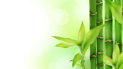 嫩竹图片-翠绿的嫩竹子素材-高清图片-摄影照片-寻图免费打包下载