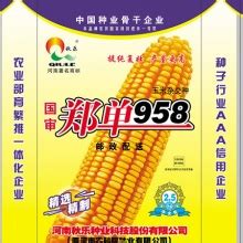 郑单958玉米品种介绍 - 惠农网