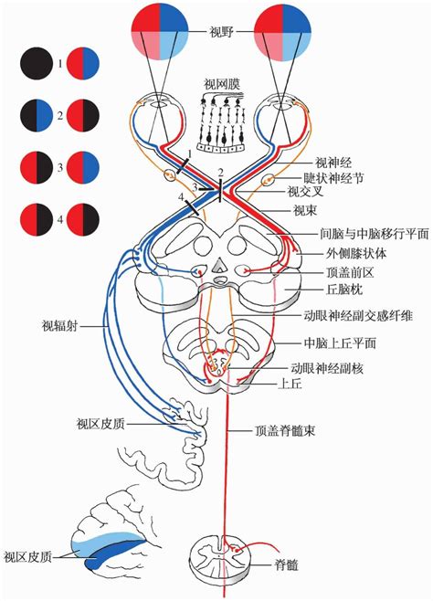 锥体系、本体感觉和痛温觉传导束-砭萃网:泗滨砭石,砭术与健康