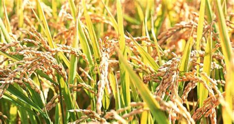 一年一次的收割季到了！向你解析五常大米与袁隆平爷爷杂交水稻大米的区别 - 知乎