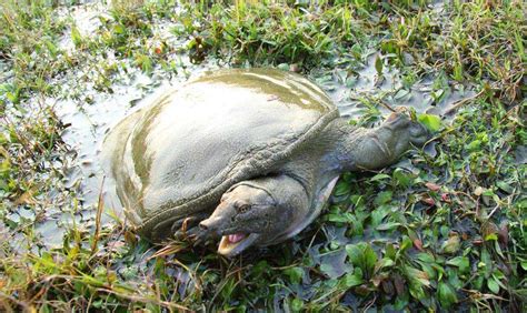 老甲鱼摄影图__其他生物_生物世界_摄影图库_昵图网nipic.com