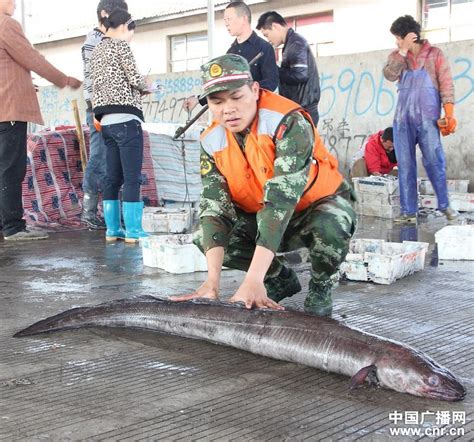 青岛渔民捕获近两米长重45斤巨型海鳗鱼 - 神秘的地球 科学|自然|地理|探索